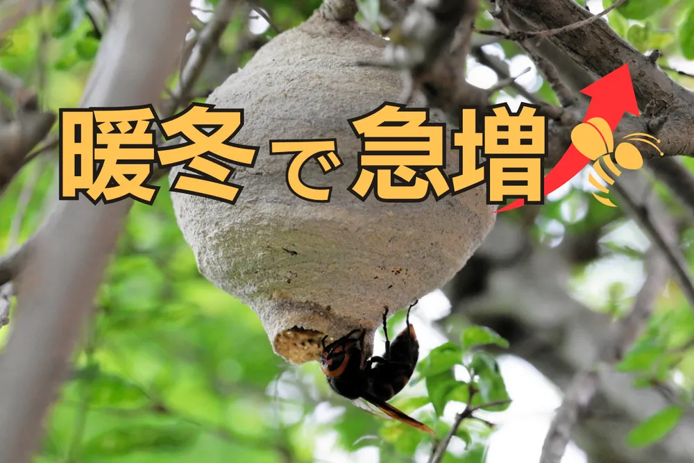 北海道内でスズメバチ急増⁉　暖冬の影響で駆除依頼過去最多に　7月以降はさらに増加も