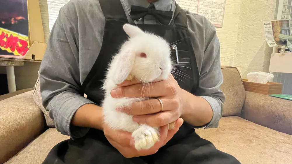 海うさぎ出品です うさぎ舎 Lapin de Alice | ホテルにお泊まり中のはなちゃん