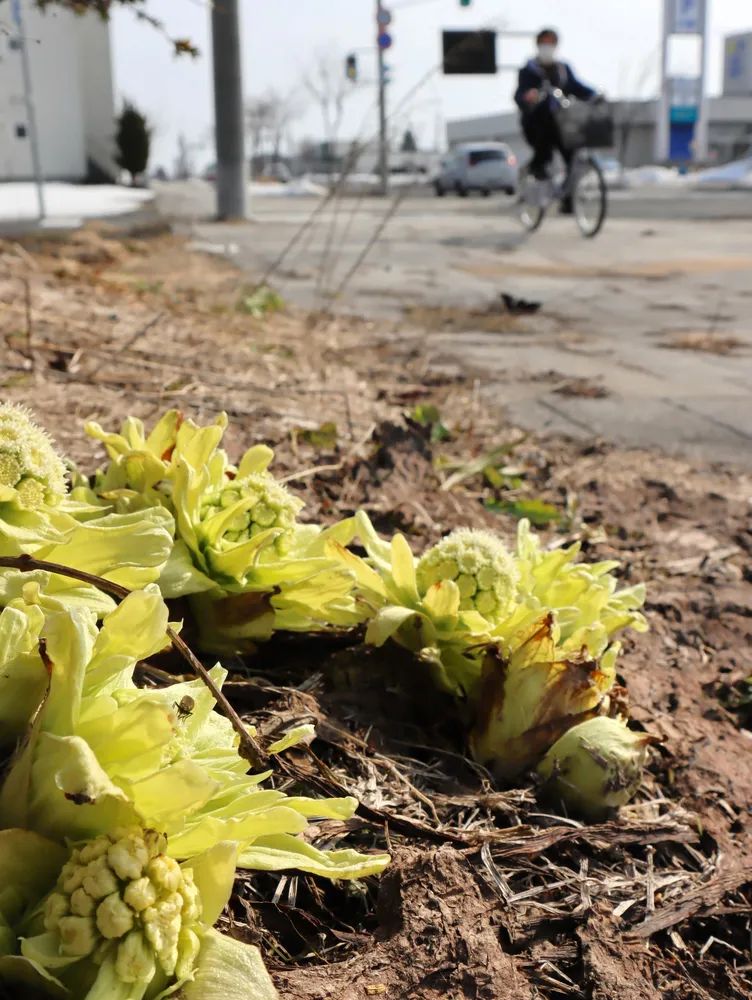 北海道産 ふきのとう やわらか花芽 5キロ 大量 朝採り 雪解け早かった当別 もうフキノトウ芽吹いた 販売始める施設も：北海道