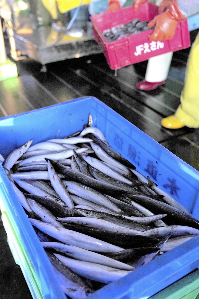 道内猛暑 地魚に異変 フグは主産地 道南で南方系のカマスやシイラ大漁：北海道新聞デジタル
