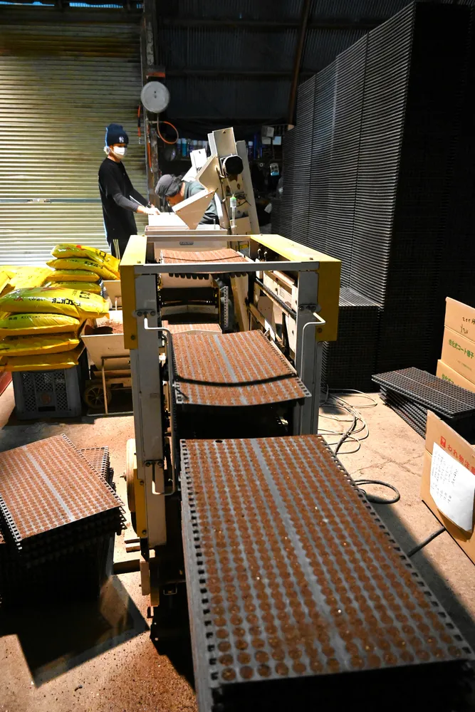 日本一の産地・北見市などでタマネギ種まき本格化 27万トン収量見込み