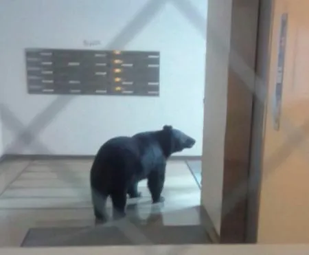 ビル侵入クマ駆除、青森市中心部 県庁から数百メートル、規制線