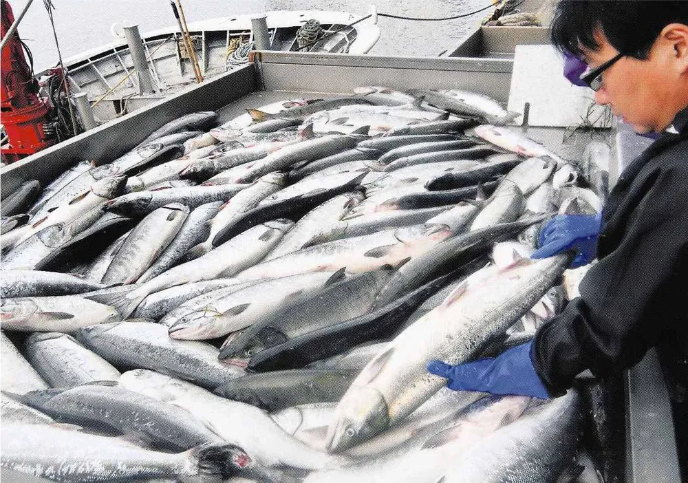 秋サケ「昨年より多い」 根室で初水揚げ 魚体良く:北海道新聞デジタル
