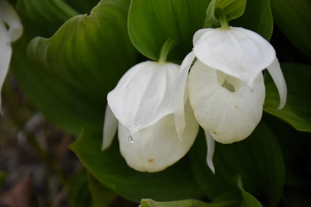 アツモリソウ(レブンアツモリソウ) レブンアツモリソウ - 植物ずかん｜Webずかん