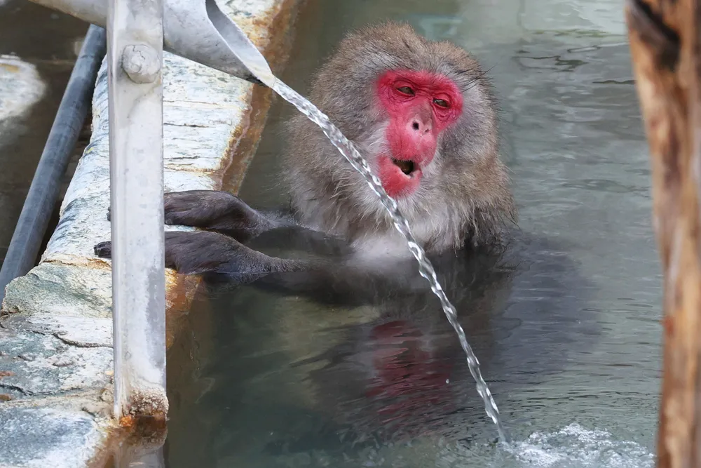 冬の温泉ウッキウキ　函館・熱帯植物園、サルの入浴開始