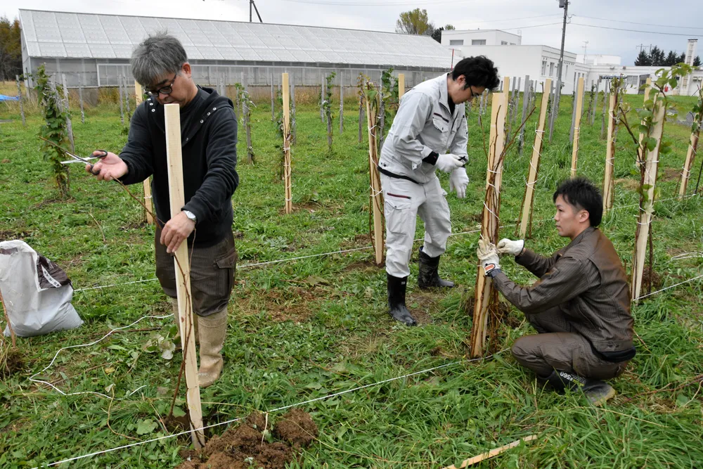 歌登授産所が元施設長の小井さんの畑から移植した木イチゴ＝2023年10月