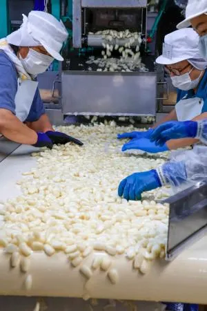 初物❣️鳥取県産 砂丘らっきょう 鳥取砂丘らっきょう」が初出荷 昨年よりも大ぶりに：北海道新聞デジタル
