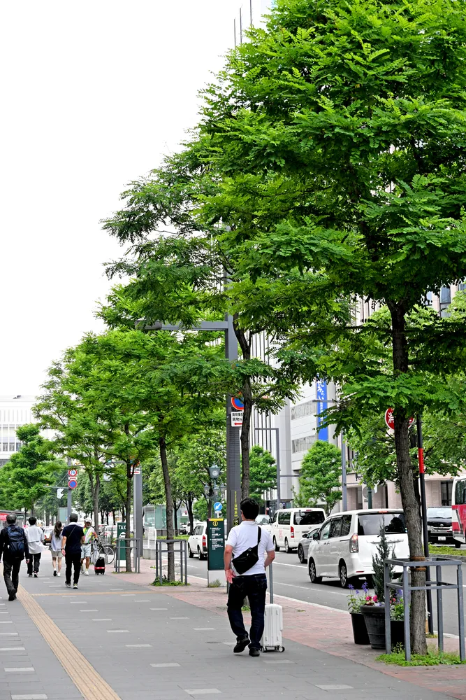 更新しました。街路樹の伐採木、薪　札幌市内、近郊配達します。 札幌市、街路樹3万5千本診断へ 老木増え維持費上昇 危険性あれば撤去