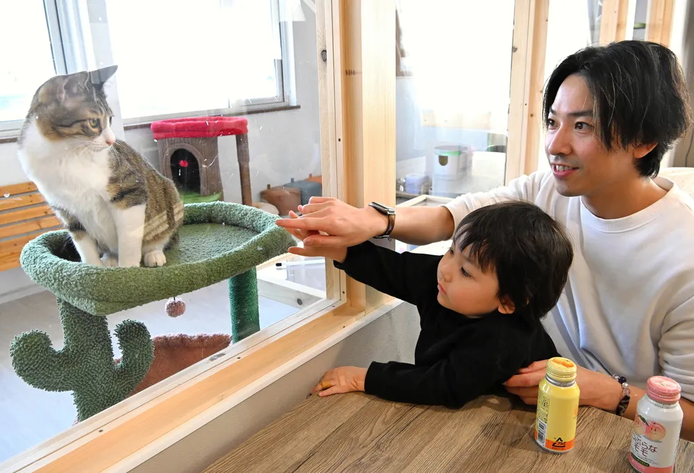 心温まる猫との出会い！新たな猫カフェで推し活する楽しみ
