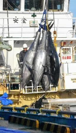 クロマグロ遊漁に届け出制 実態把握へ、釣り客ら対象：北海道新聞デジタル