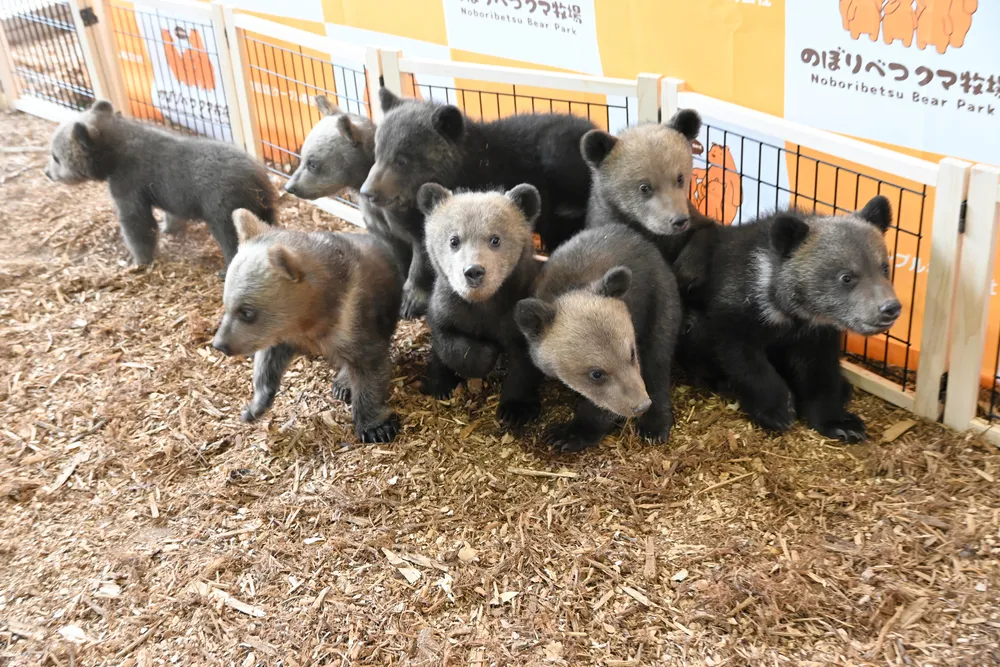 くまページ 愛くるしい子グマ8頭 近年最多 25日から一般公開 のぼりべつクマ牧場