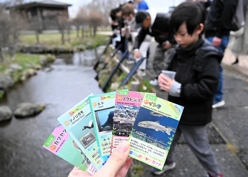 集めて学ぼう「ご当地カード」 珍しい魚や身近な昆虫… 石狩管内で
