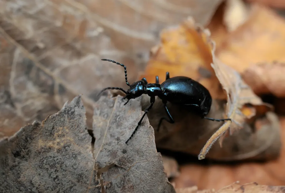 堀繁久 北の虫から＞メノコツチハンミョウ 体に猛毒 生き延びるのは