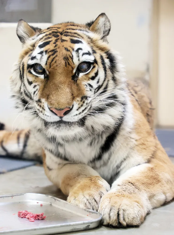 釧路市動物園　アムールトラココア6点セット スタッフ大好きココア #アムールトラ #ココア #kushirozoo #釧路