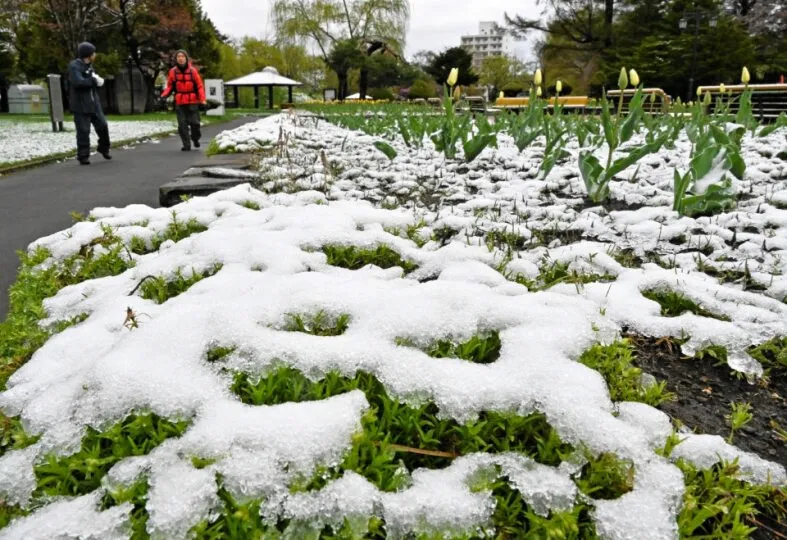 旭川で積雪2センチ 5月の積雪記録は21年ぶり 6日は全道的に気温上昇の