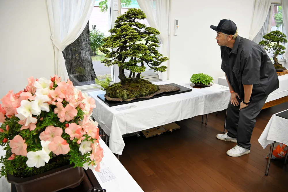 盆栽の深み味わって 江別で愛好家作品展、12日から：北海道新聞デジタル
