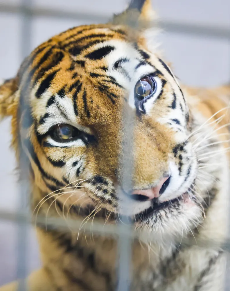 さよならココア 釧路市動物園のアムールトラ 四肢に障害、懸命に
