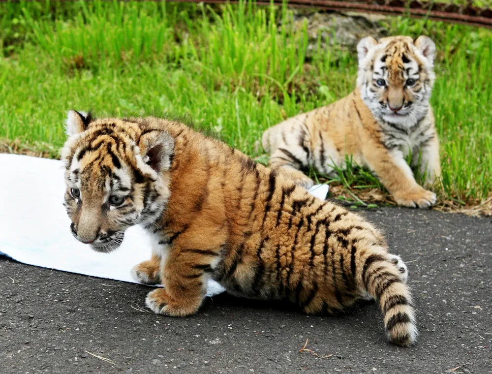 さよならココア 釧路市動物園のアムールトラ 四肢に障害、懸命に