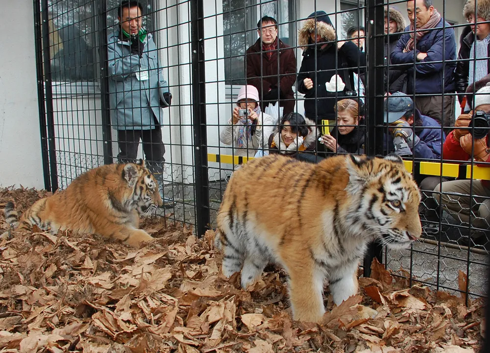 さよならココア 釧路市動物園のアムールトラ 四肢に障害、懸命に