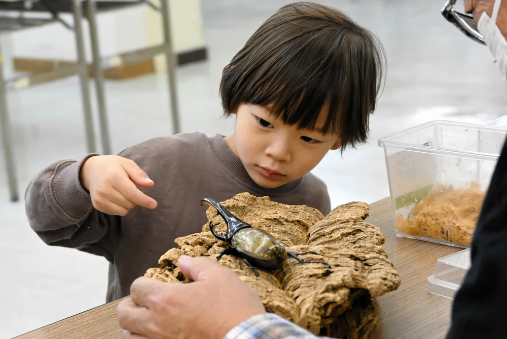 カブトムシ展示で楽しむ夏の思い出