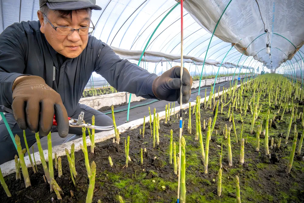 「冬姫」アスパラすくすく　美幌で収穫作業ピーク＜師走点描2025＞