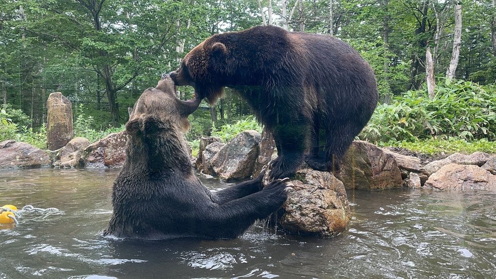 ヒグマとの共生 正しい知識を持って＜アリョーナ 私のふるさと＞：北海道新聞デジタル