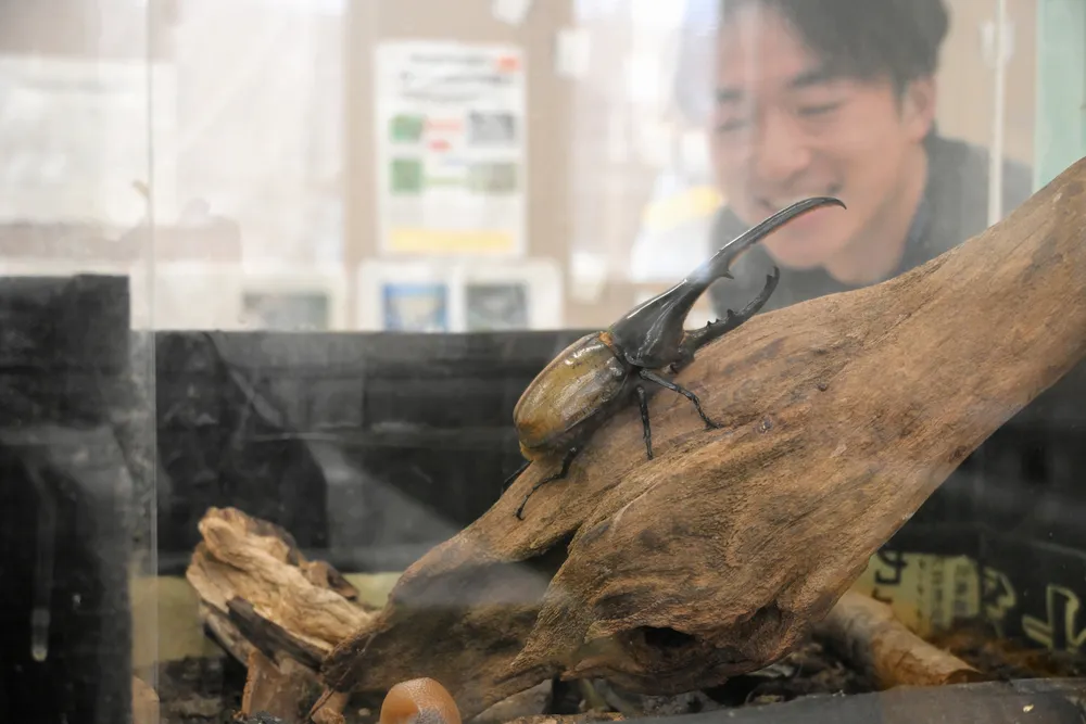 札幌でカブトムシ展示！昆虫の魅力を間近で体験しよう
