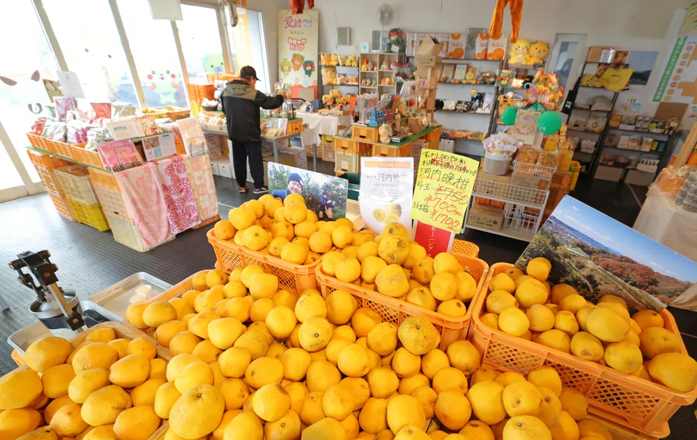 蛇口からミカンジュース 札幌・苗穂のみきゃんパーク 愛媛の店がなぜ