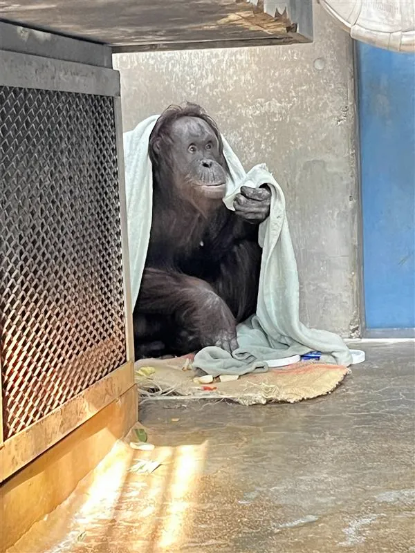 旭山動物園わくわく日記＞オランウータンの繁殖へ 個体の搬出入、作業