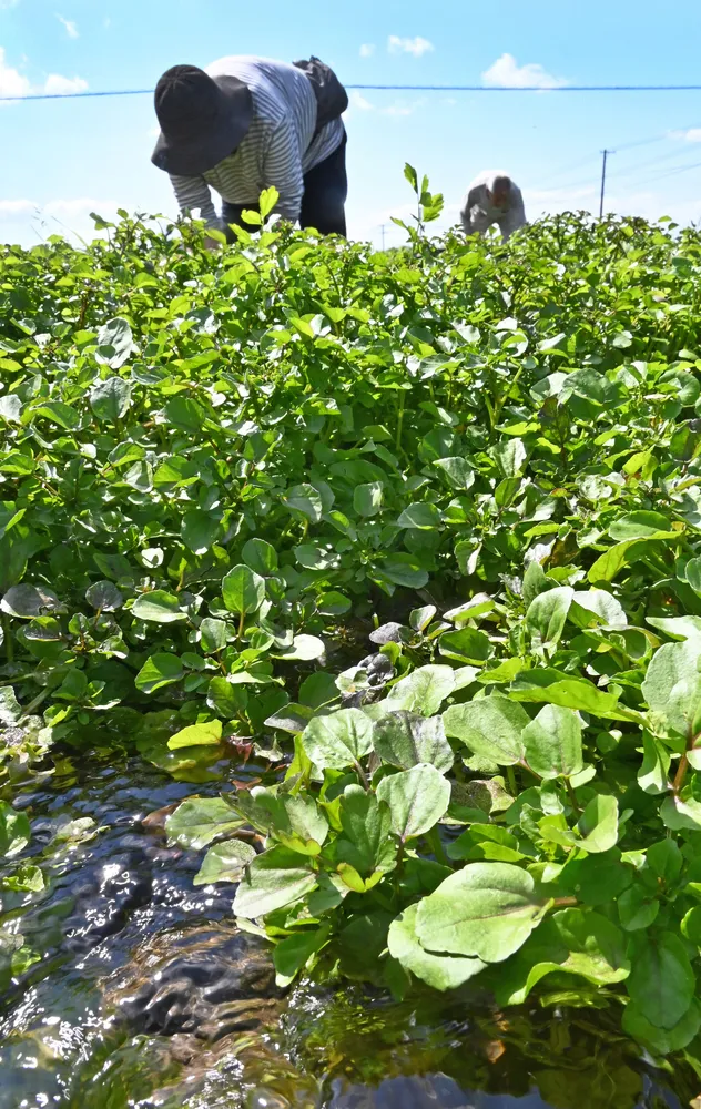 冷たい伏流水が流れ込む畑で育つクレソン（打田達也撮影）