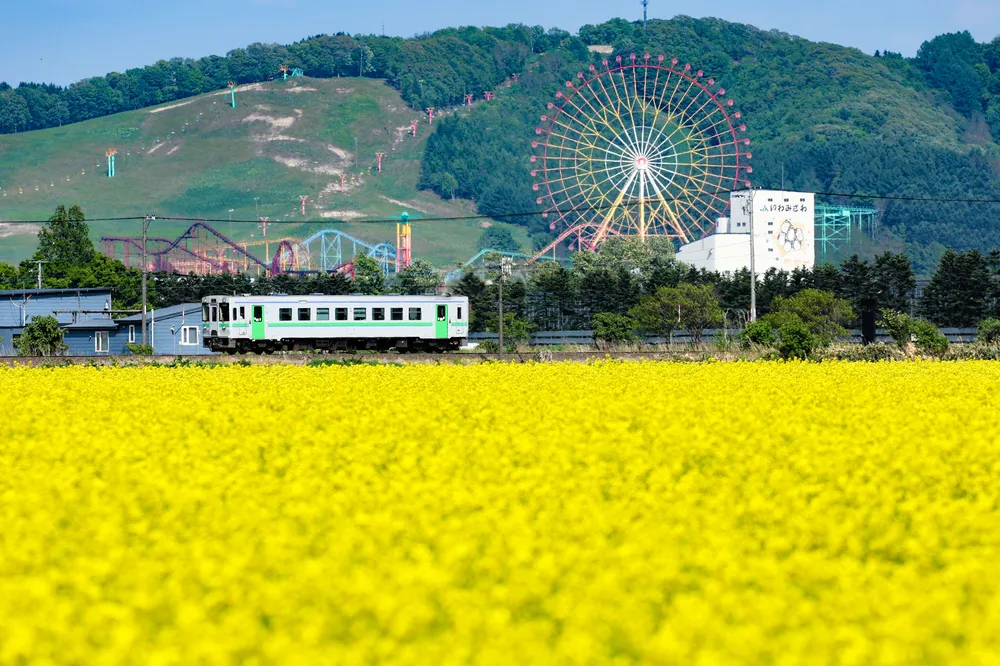 菜の花畑と観覧車、列車に彩り 岩見沢＜そらち活写＞：北海道新聞デジタル