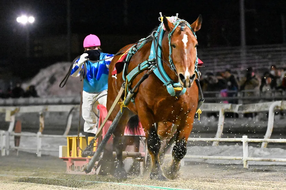 情報パドック ヒロインズカップはサクラヒメV 今井騎手、ばんえい女性