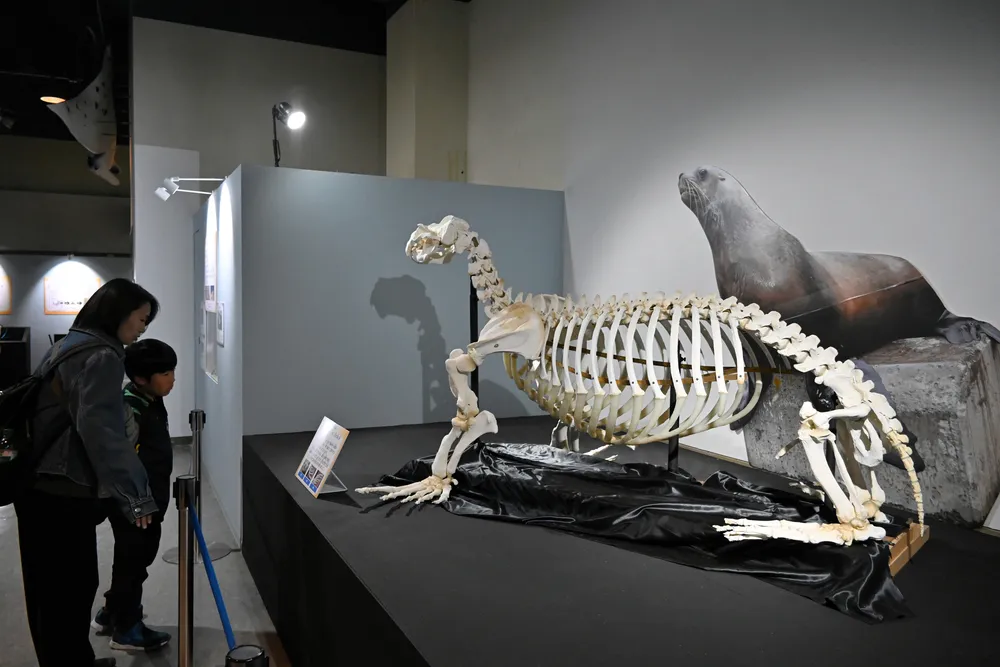 骨から眺めて動物知ろう おたる水族館で特別展 骨格標本など展示