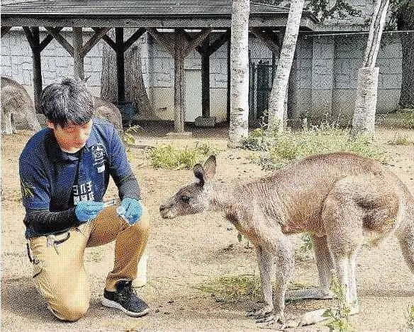 病気　ふんから早期発見へ　円山動物園と北大院　共同研究：北海道新聞デジタル