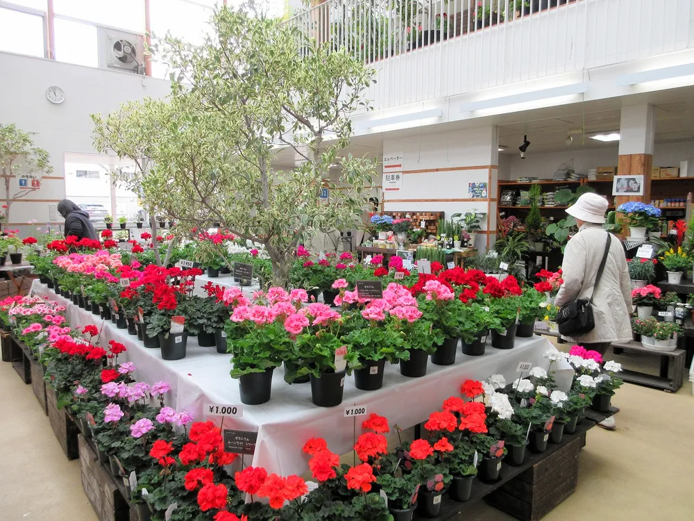 色とりどり300鉢並ぶ　豊平公園緑のセンターで「ゼラニウム展」
