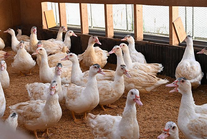 フランスではメジャーなバルバリー種のカモ。ビニールハウス内の小屋で、平飼いで育てられている