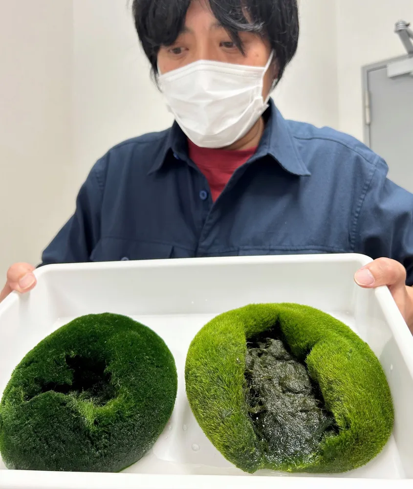 阿寒湖の高水温でマリモ酸欠、壊れやすく まりも祭りで研究者が影響