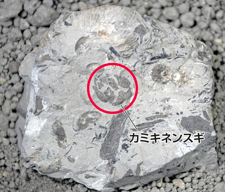 切って分かった「世界最古のスギ化石」 北海道大学の研究グループが