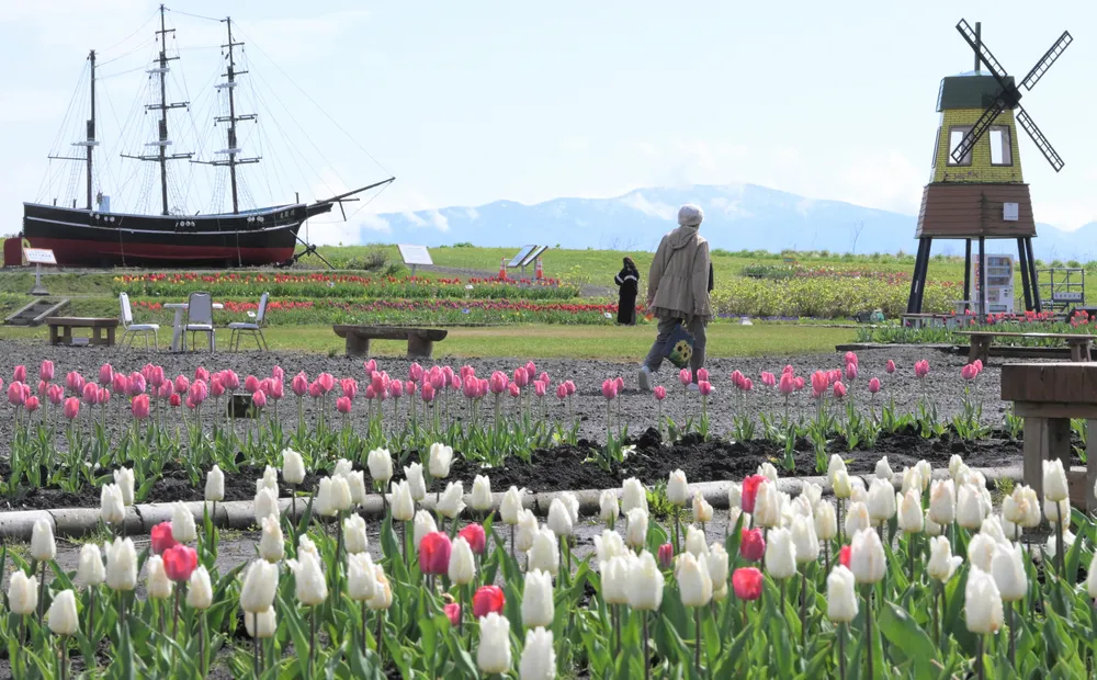 木古内で5月2日からチューリップフェア 4月26日から球根販売：北海道