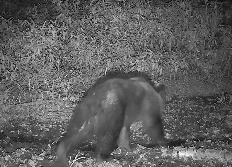 札幌・羊ケ丘　またヒグマ撮影　住宅まで175メートル、足跡も確認