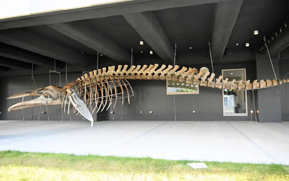 野外に展示されている全長15メートルのニタリクジラの全身骨格標本
