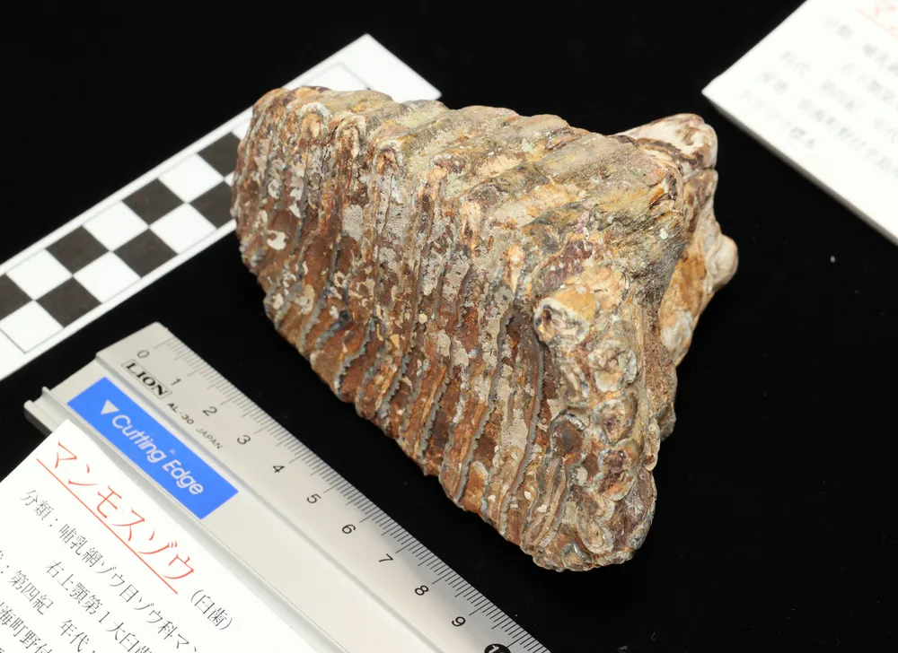 蕨類の化石・69g（中国産化石標本）
