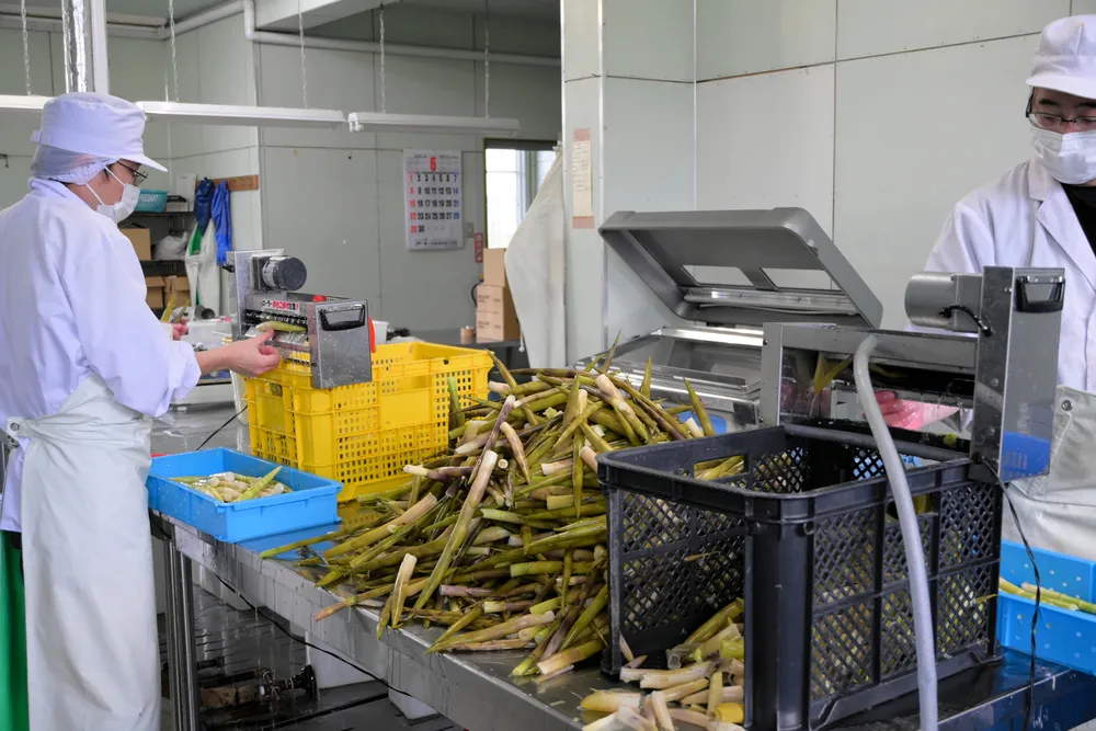 ピークを迎えている水煮用のタケノコの皮むき作業