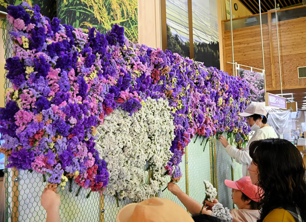 農福連携で彩る深川の道の駅、スターチス・シヌアータ1400本の花の壁