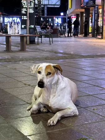 インドの野良犬、措置後に解放へ 最高裁が判断修正、首都や近郊で