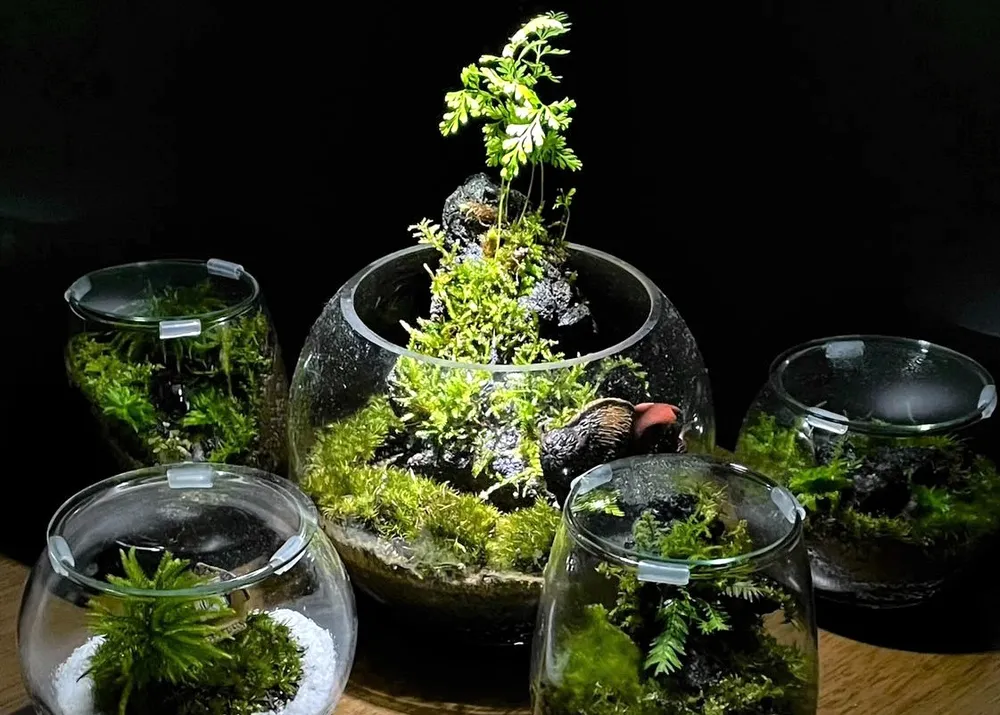 冬の札幌に緑のオアシス「苔テラリウム」 ガラス容器で育成、お世話も