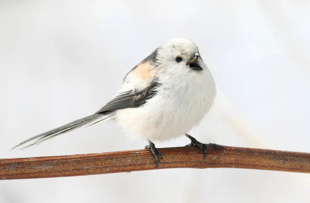 シマエナガ日記⑨ 森をつなぐ声：北海道新聞デジタル