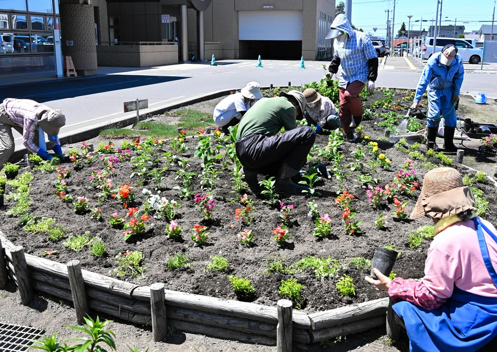 深川市立病院の花壇に彩り 拓短卒業生らが花苗500株を植栽：北海道新聞