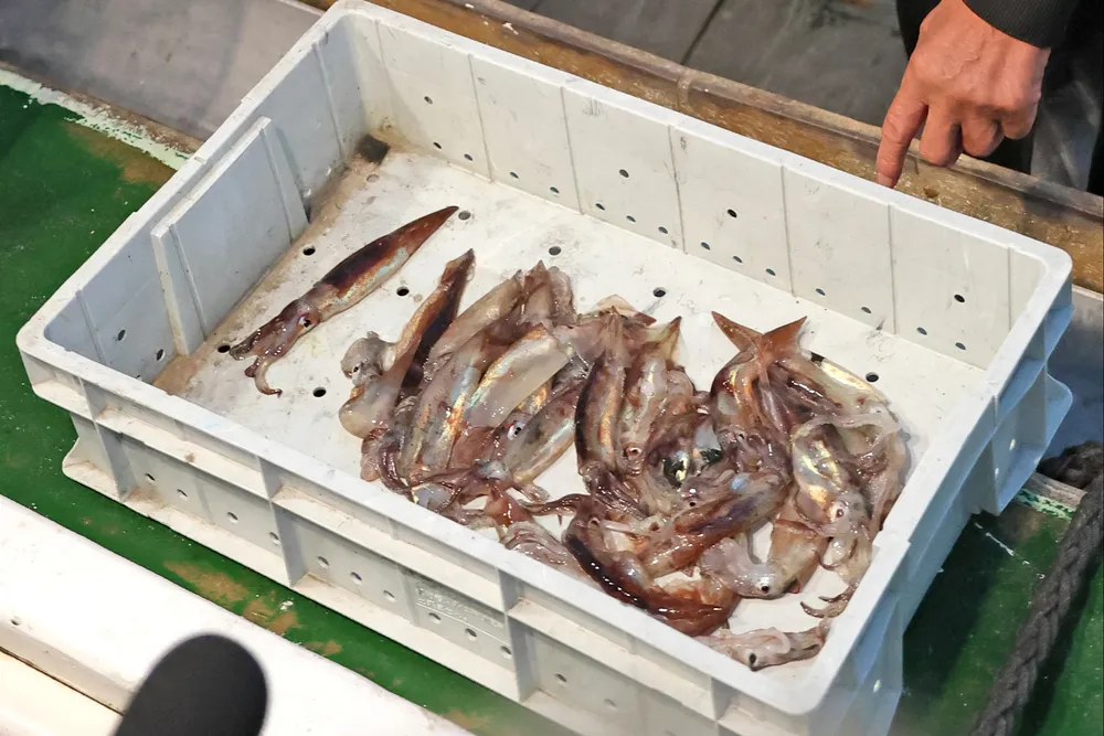 道南スルメイカ釣り漁、2年連続で初競り中止 漁獲わずか:北海道新聞デジタル