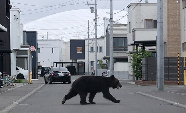札幌市東区の住宅街を歩くヒグマ＝６月１８日午前７時５５分（中川明紀撮影）